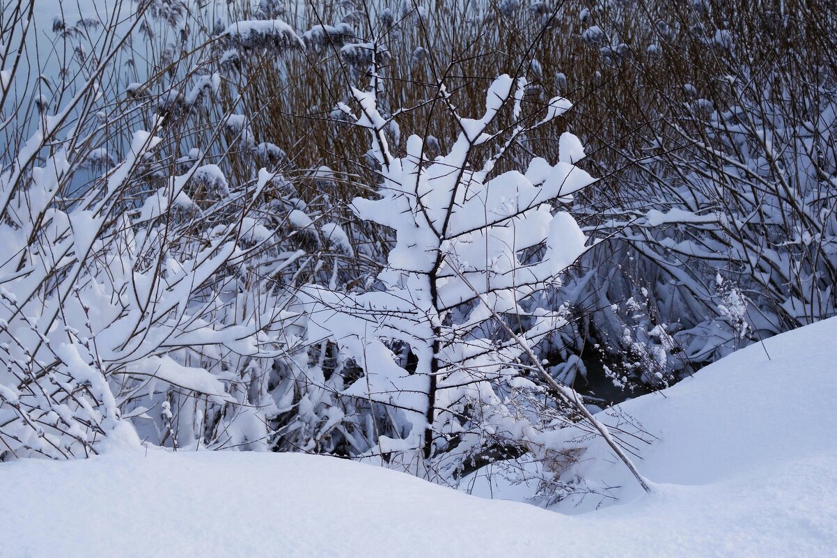 Зимние этюды - Рита Симонова