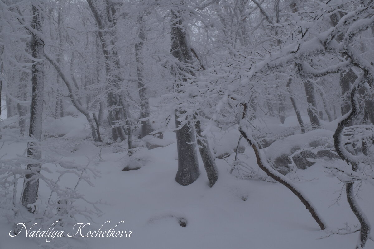 Природа Крыма - Amazing Cosmea