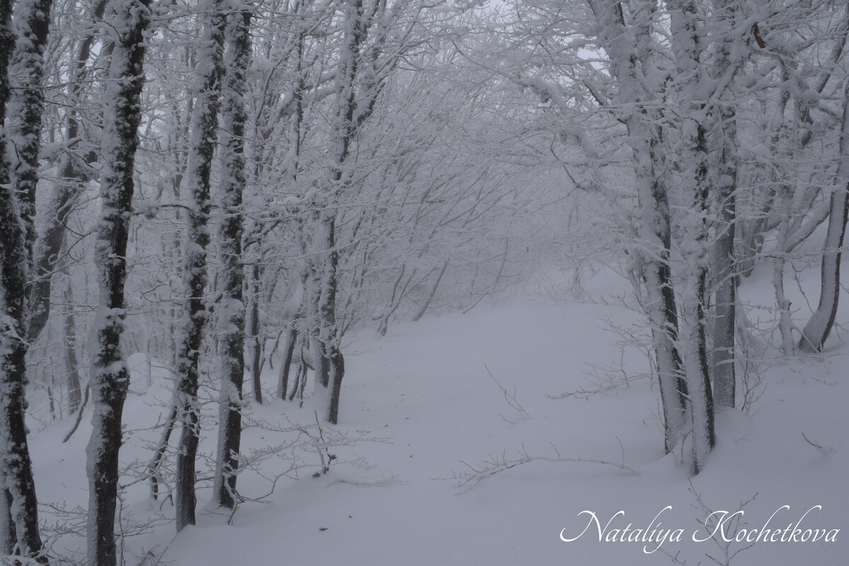 Природа Крыма - Amazing Cosmea