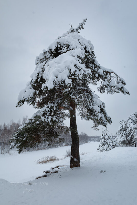 Красивая сосна зимой - Александр Синдерёв