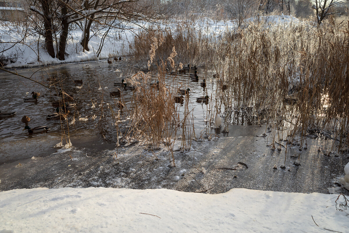 Утки на зимнем озере - Александр Синдерёв