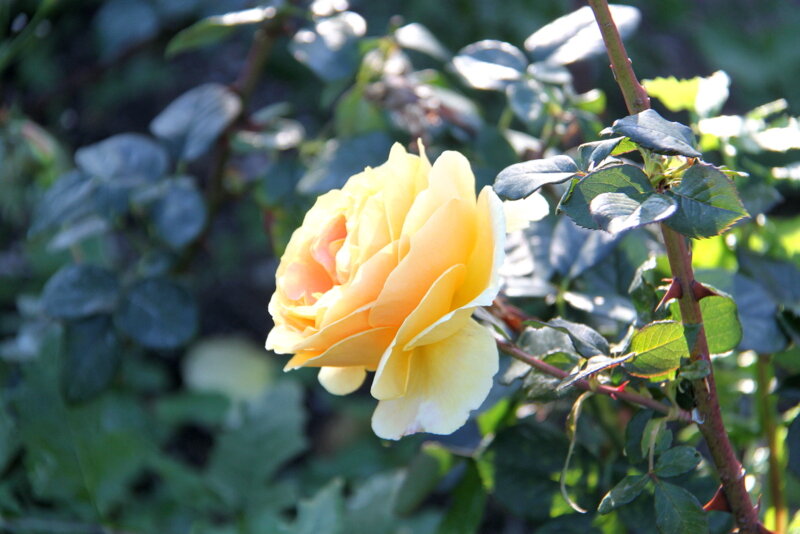 КРЫМСКАЯ КРАСАВИЦА - Елена Даньшина