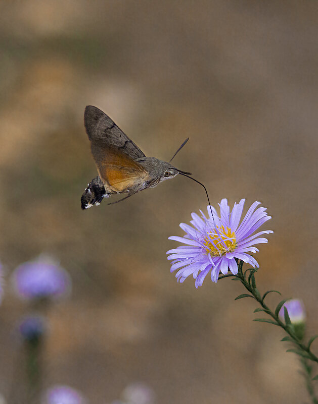 Бражник. - Александр. AVG100 ---