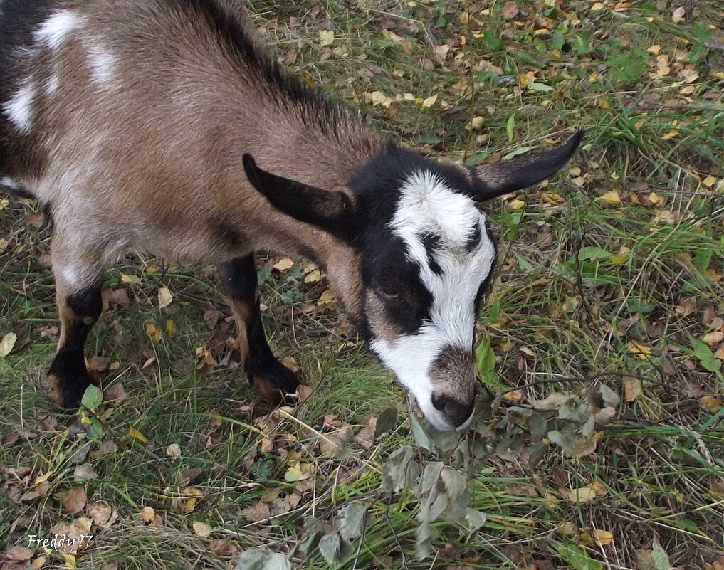 Козлёночек - Freddy 97