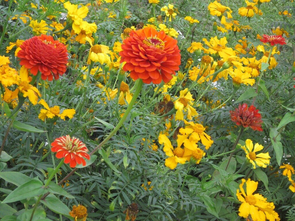 Циннии прекрасные - Дмитрий Никитин