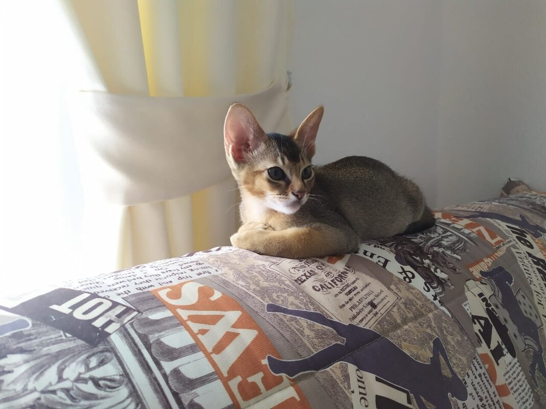 Абиссинец - ЕЛЕНА СУХОРУЧЕКОВА 