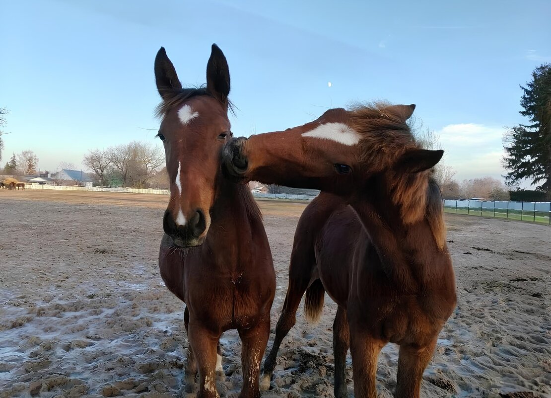 Забота друг о друге - ЕЛЕНА СУХОРУЧЕКОВА 