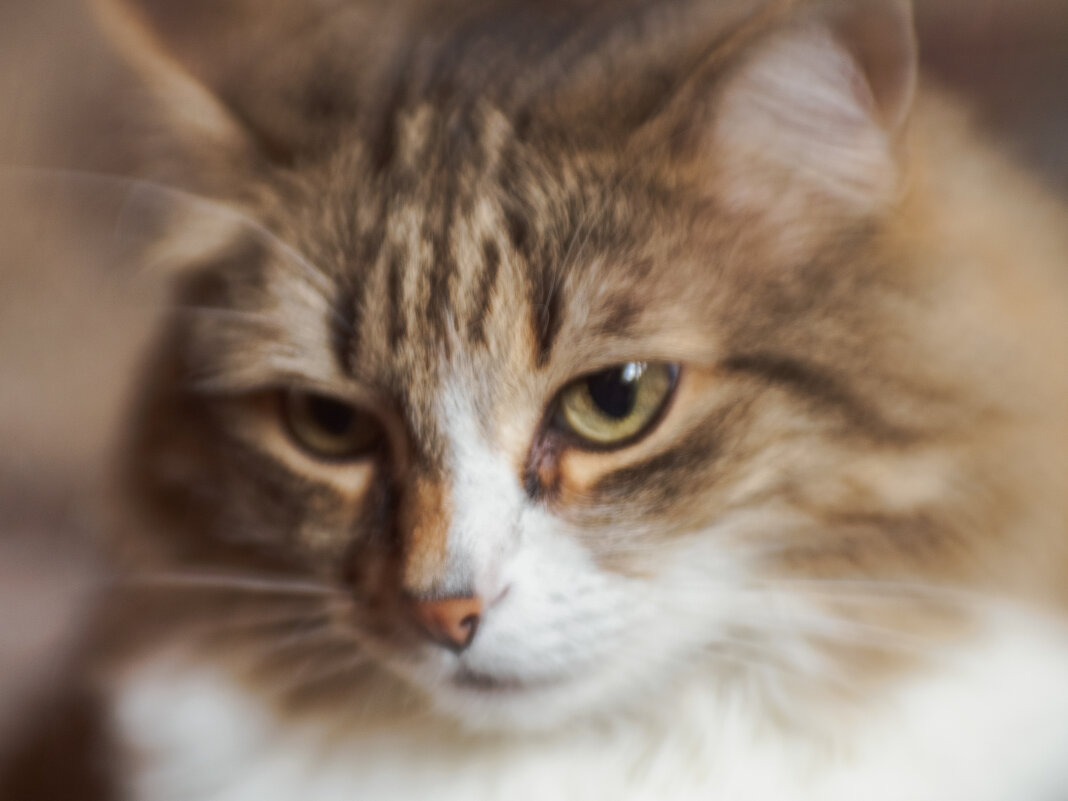 Думы. - Николай 