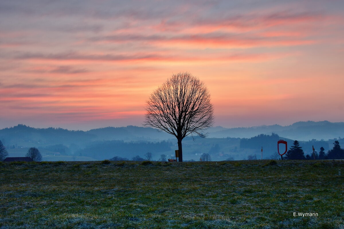 alone tree - Elena Wymann