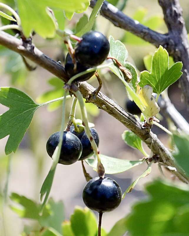 Дары природы - Светлана Ищенко