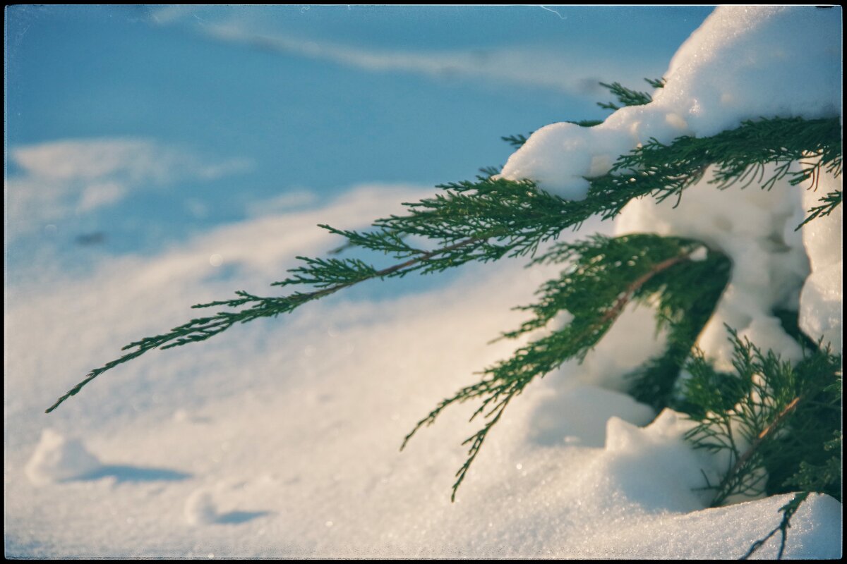С сегодняшней прогулки... - Руслан 