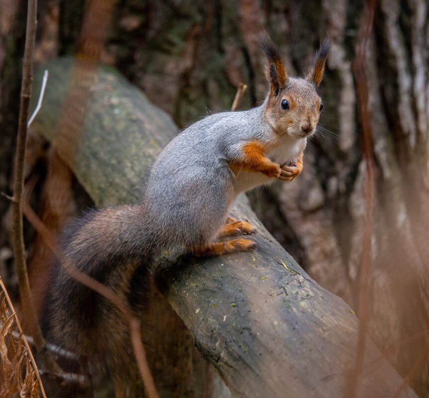Белка попрошайка - Андрей 