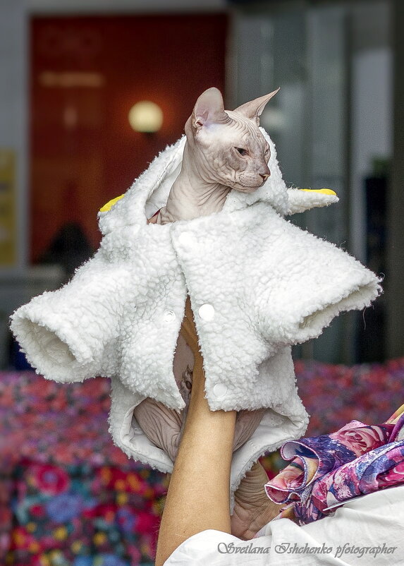 ... - Светлана Ищенко