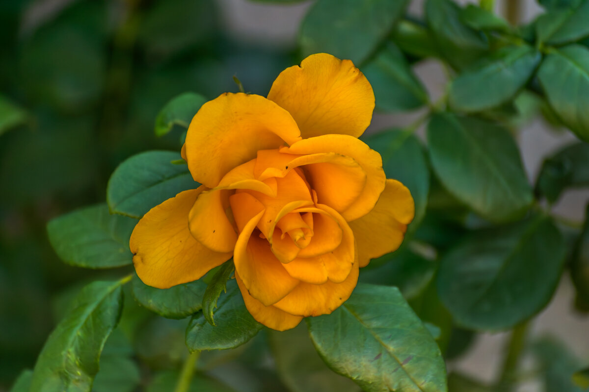 Желтая роза - Игорь Сикорский