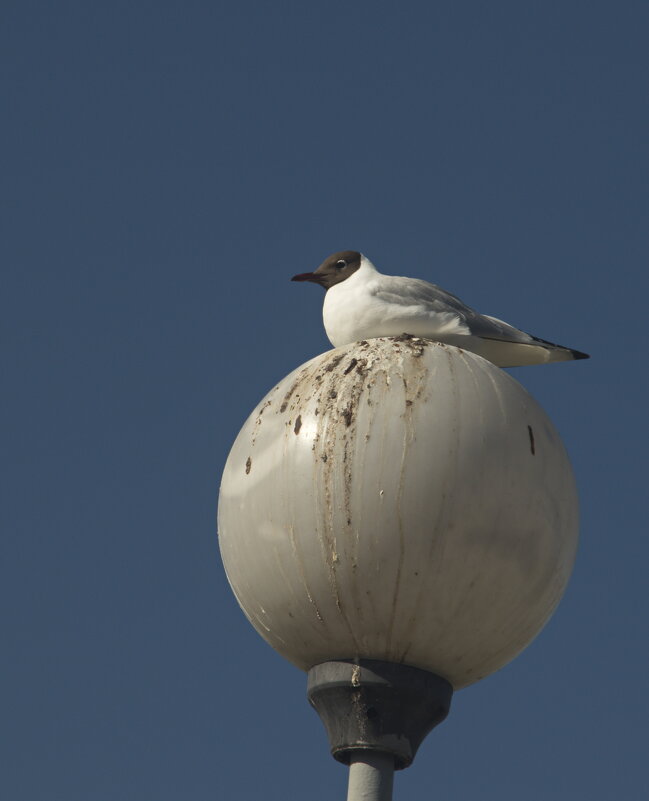 смотрящая - Владимир Зырянов
