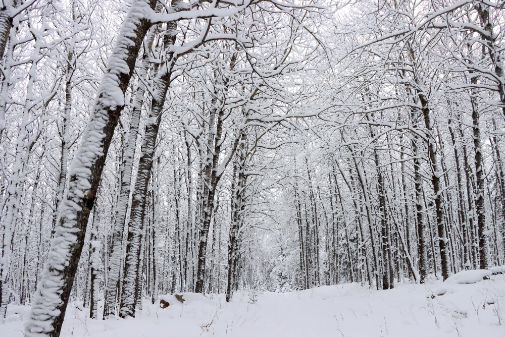 Графика зимы - Галина Ильясова