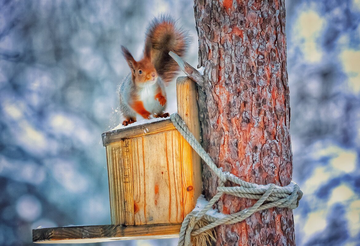 Белка - Андрей C