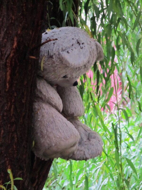 Мишку бросила хозяйка - Елена Шаламова