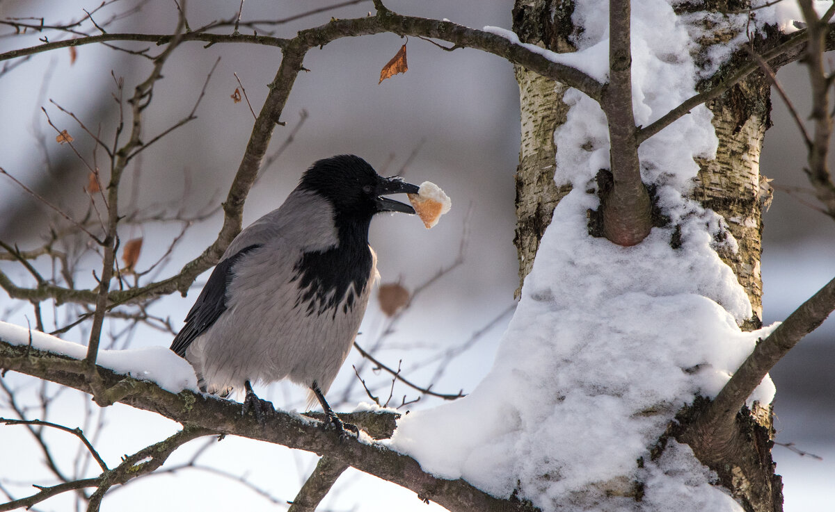 "Вороне где-то бог послал кусочек... хлеба!" - Владимир Безбородов