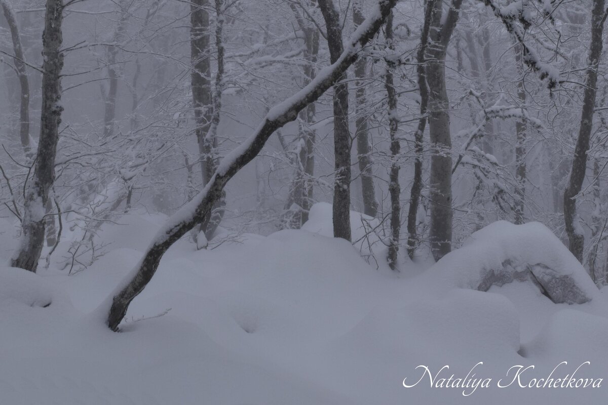 Природа Крыма - Amazing Cosmea