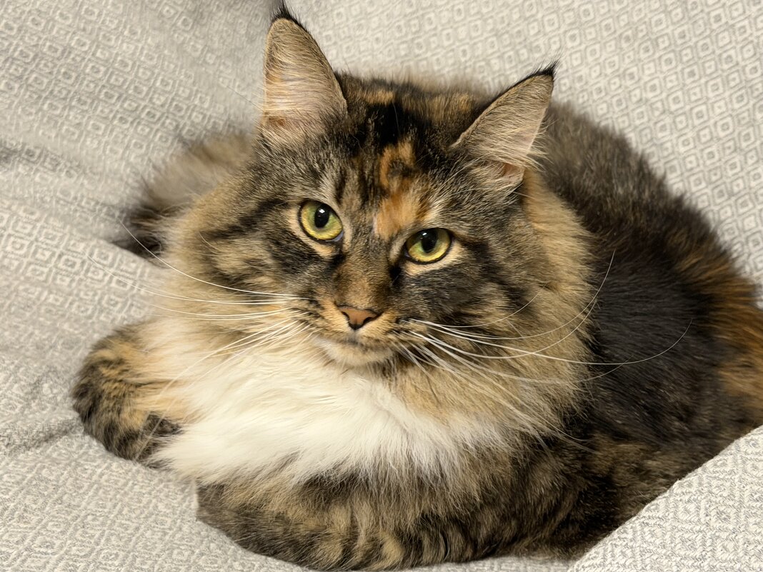 Она чувствует себя королевой в доме! - Любовь 