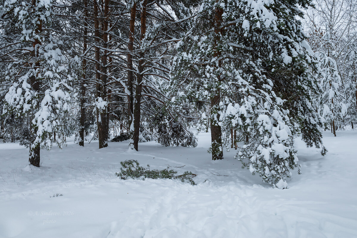 Лесной зимний пейзаж - Александр Синдерёв