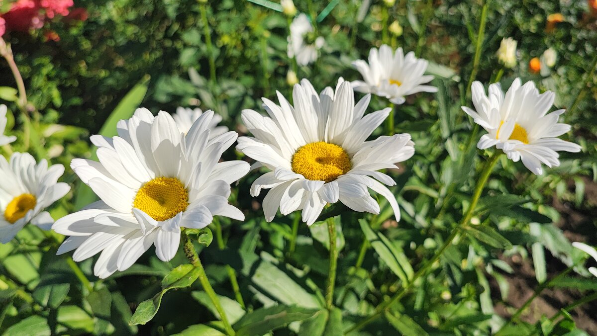 ,,, - Сергей Тимоновский