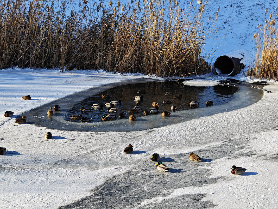 Ростовские зарисовки - Александр Гапоненко