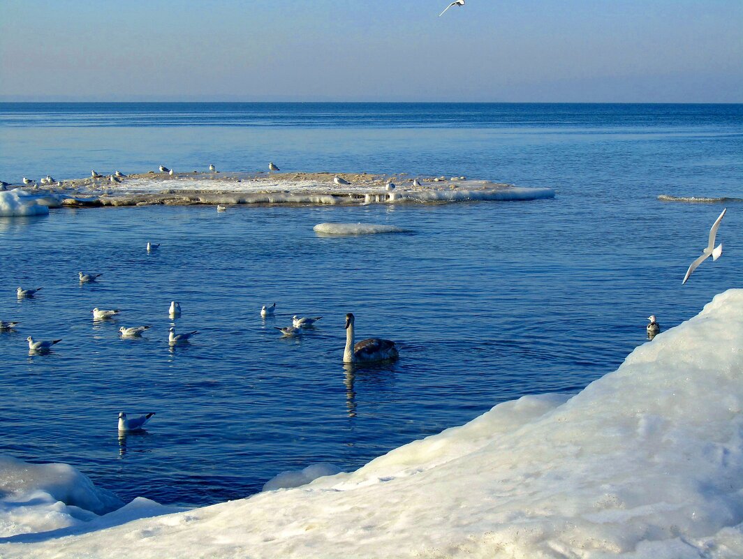 На зимнем морском берегу - Сергей Карачин