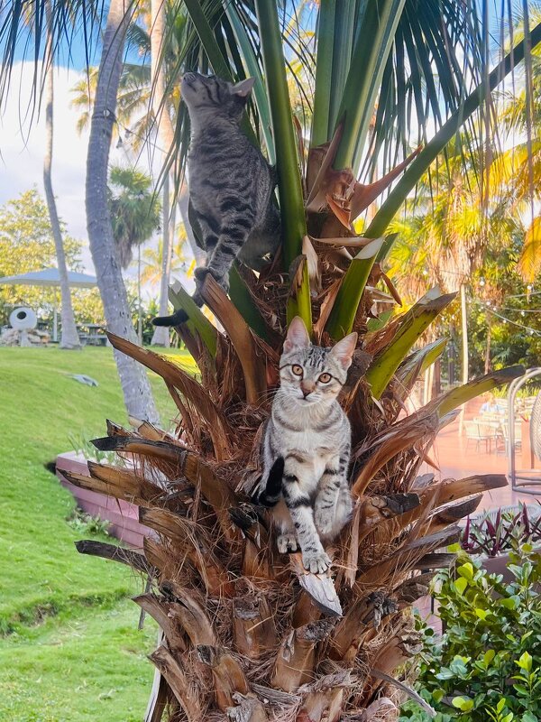 кубинские котики - Александра Николаева