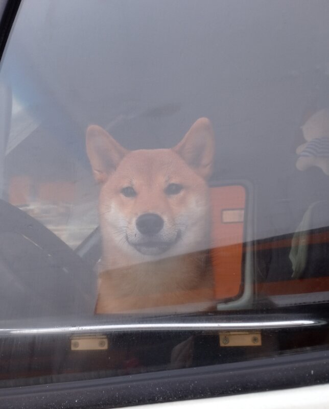 Милый пес - Александр Вадимович Crew smail