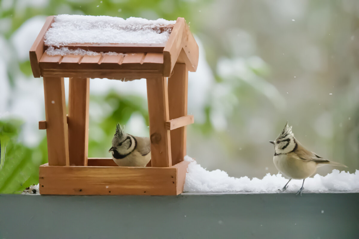 Синица. - Lucy Schneider 