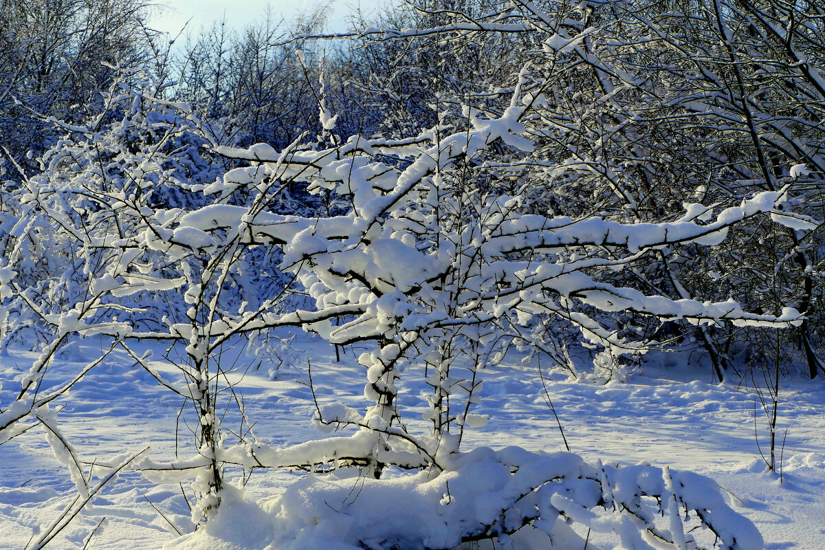 картинки января 26г.  1 - Александр Прокудин