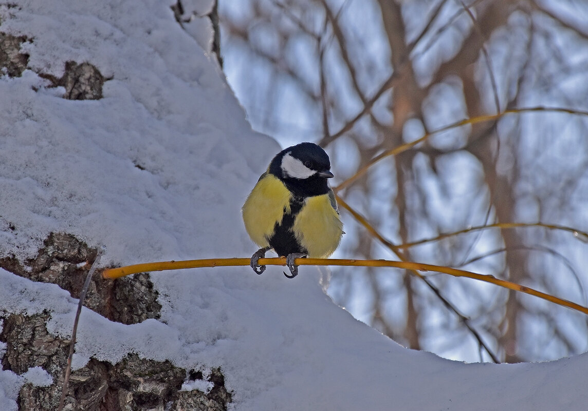 Морозно! - Валентина  Нефёдова 