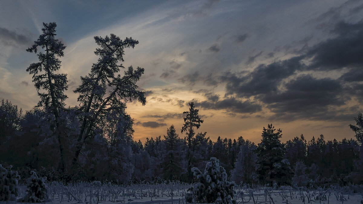 Тайга зимой - Aleksey Afonin