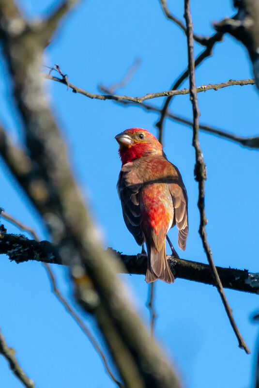Чечевица - Владимир Лазарев