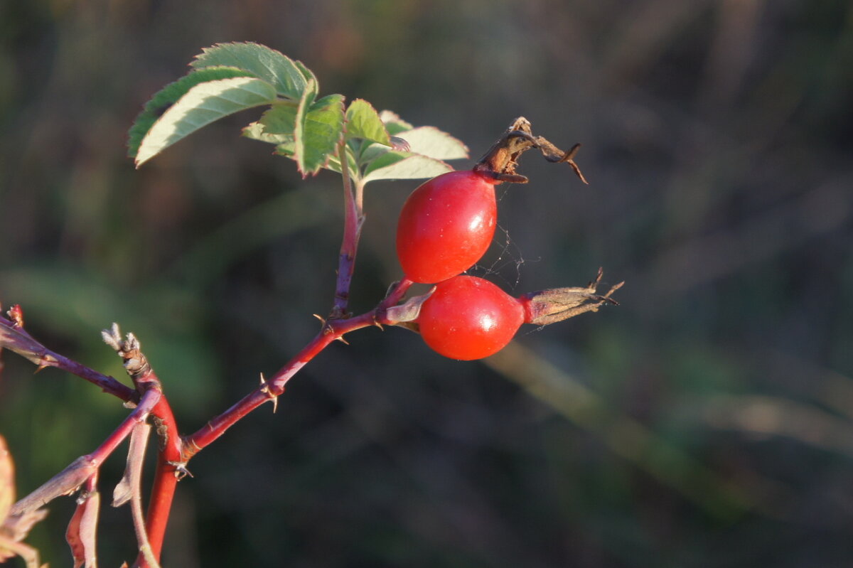 Шиповник осенний. - сергей ермошкин