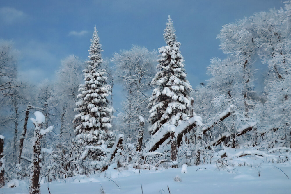 Зимние картины... - Галина Ильясова