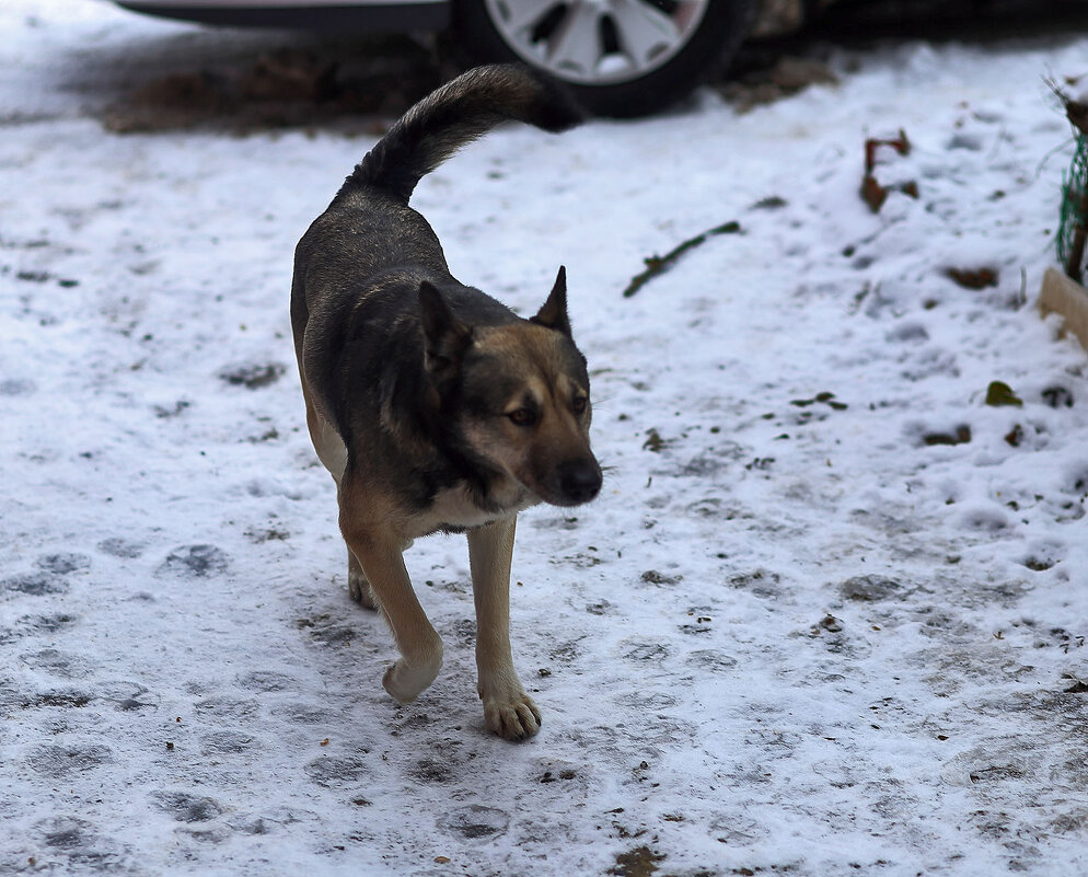 Его зовут Волк - Юрий Гайворонскiий