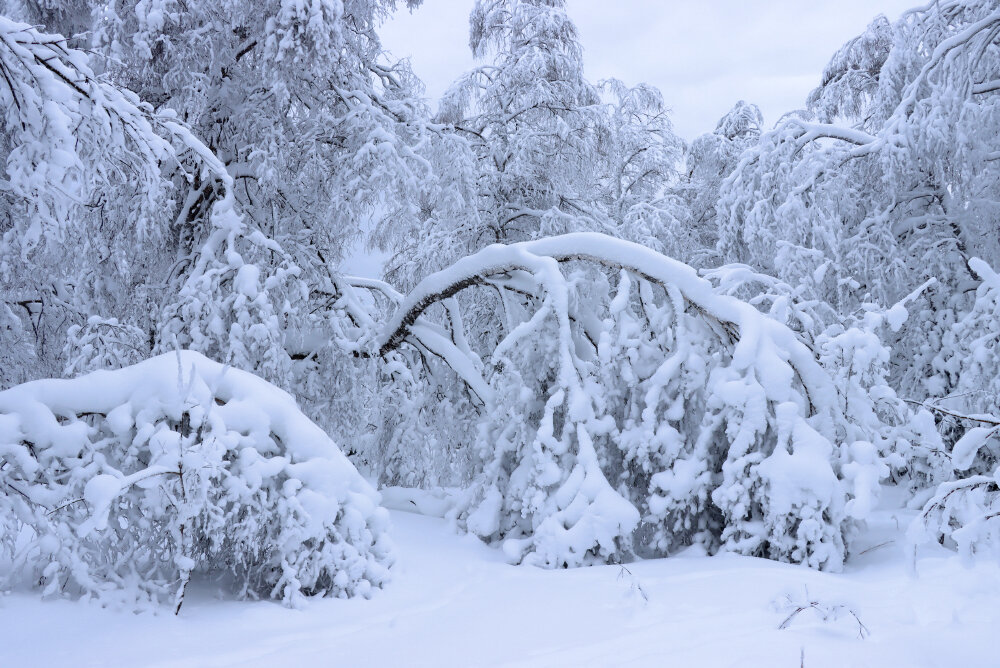 Зимняя сказка - Галина Ильясова