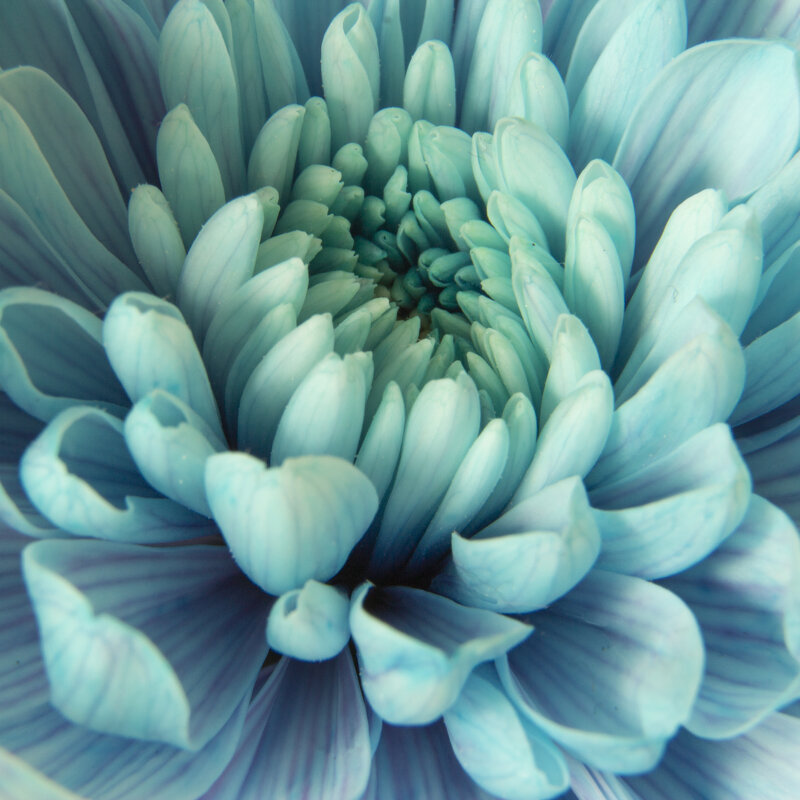 Бутон - Андрей C