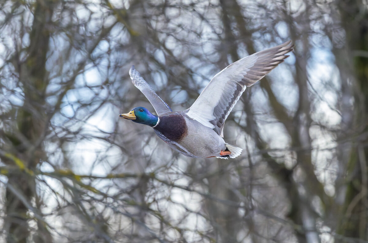 кряква в полете - юрий макаров