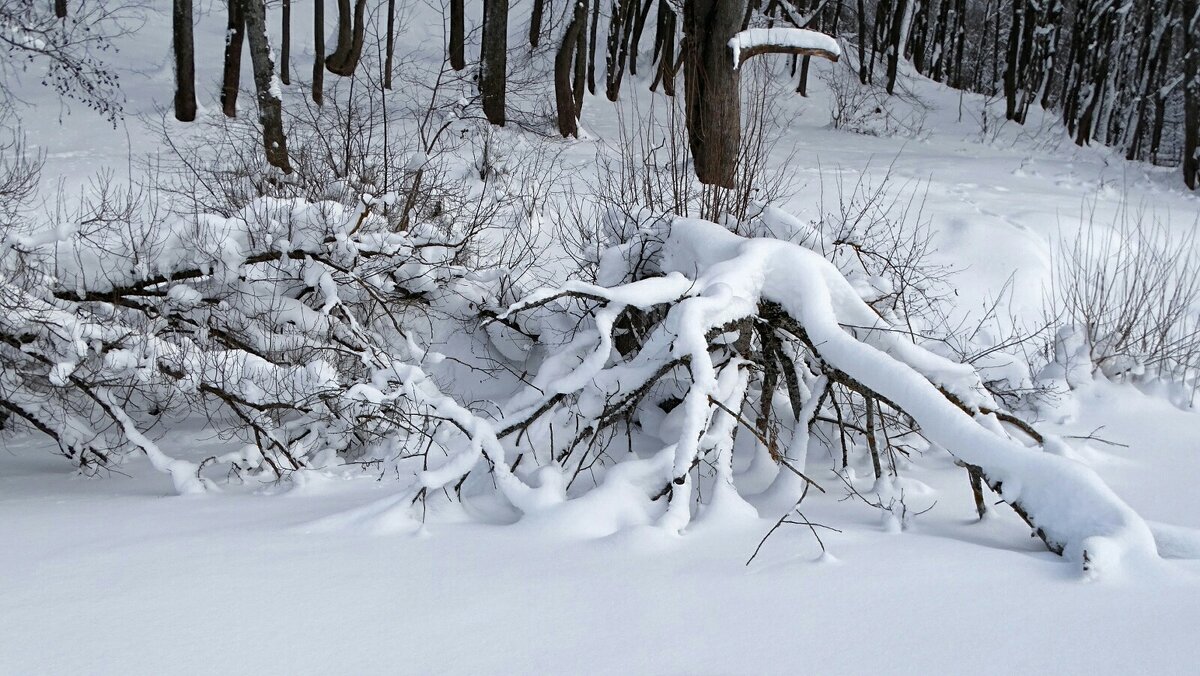 Моя Смоленщина. - Милешкин Владимир Алексеевич 
