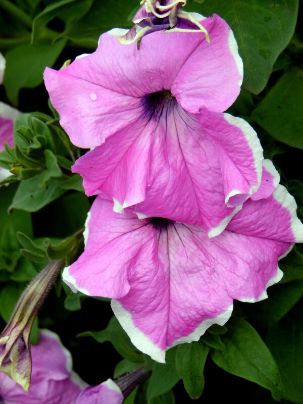 Петунья. - nadyasilyuk Вознюк