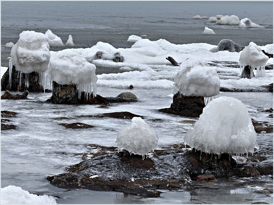 Ледяные шапочки на останках реликтовых деревьев. - Валерия Комова