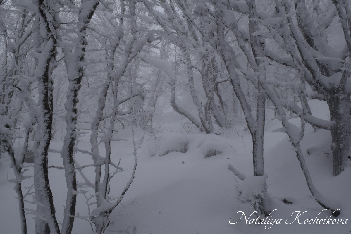 Природа Крыма - Amazing Cosmea