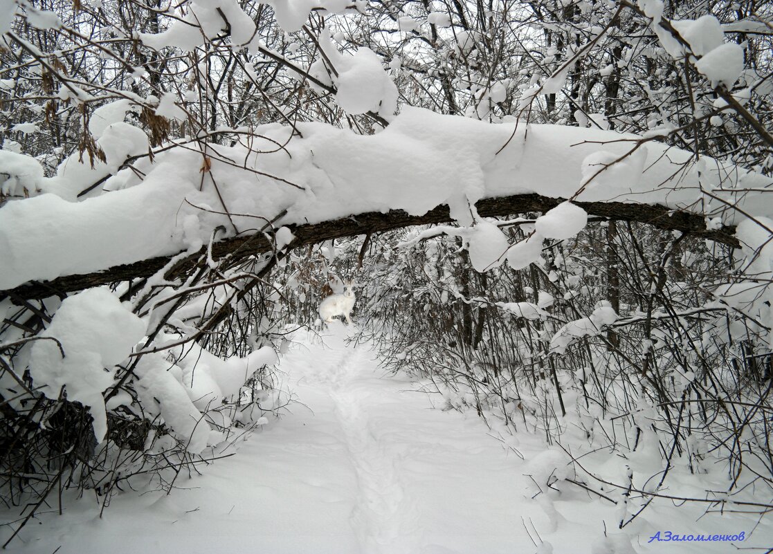 Пробираясь в зимней чаще... - Андрей Заломленков
