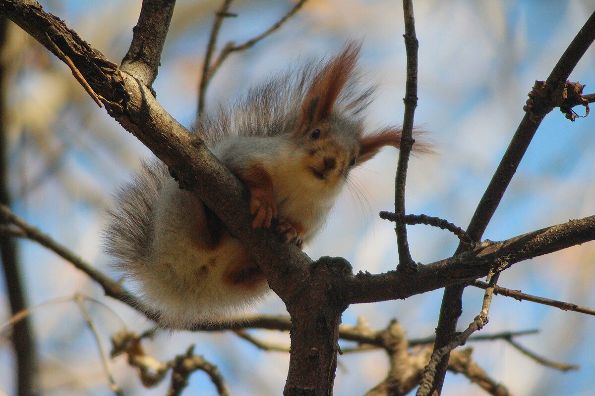 Белка. - Александр. AVG100 ---