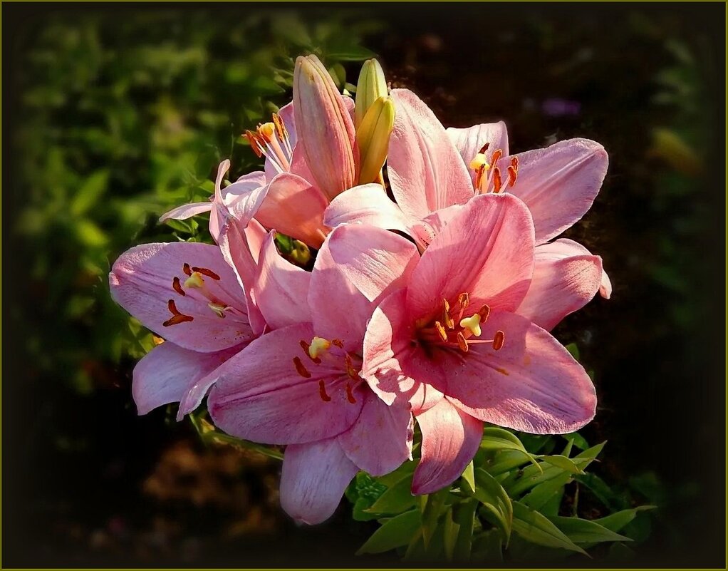 Лилии - Валентина Надсон