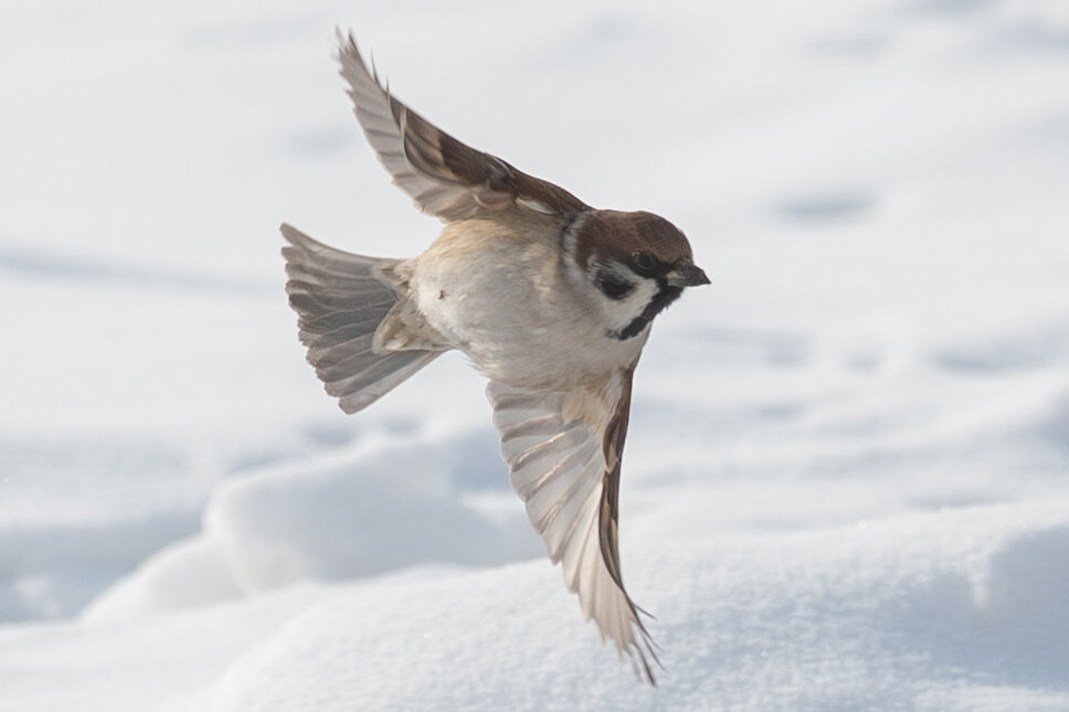 5 - Сергей Флетчер